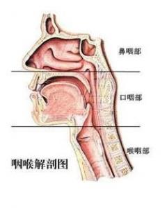 节食会影响内分泌吗 危害有哪些